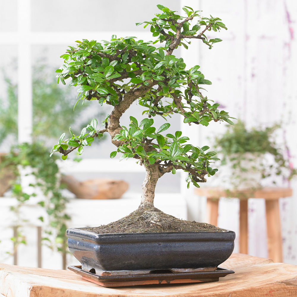 Gardenersdream - Bonsaï Chinois Elm De Gardenersdream - Arbre Bonsaï Japonais 'S' - Bonsai Plante Naturelle - Hauteur (Avec Pot) : 20-30 Cm - Pot Mini Bonsaï : 15 Cm