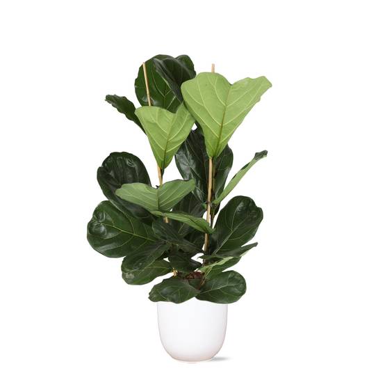 Ficus Lyrata et son pot- La Green Touch Blanc - Hauteur 120cm