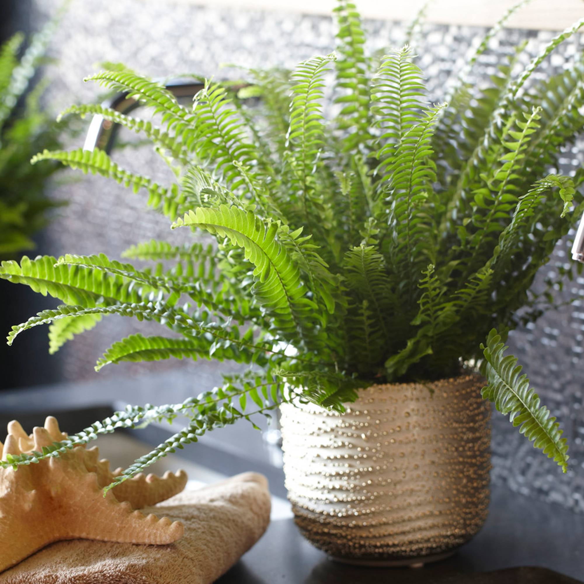 Gardenersdream - Nephrolepis Fougère De Boston | De 25 À 35 Cm Plante En Pot Pour La Maison Ou Le Bureau | Meilleure Plante D'Intérieur - GardenersDream - Imagen 1