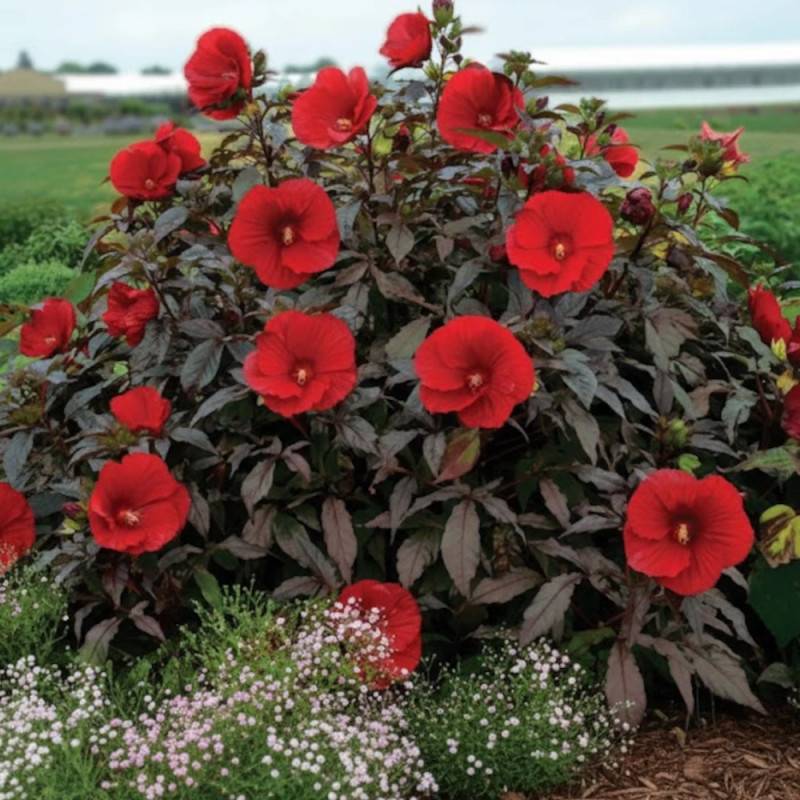 Hibiscus des marais SUMMERIFIC® Midnight Marvel à fleurs Rouge/ - feuillage Caduc - Pot de 7,5L - 40/60 cm - Image 4