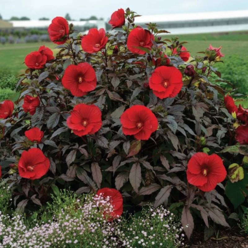 Hibiscus des marais SUMMERIFIC® Midnight Marvel à fleurs Rouge/ - feuillage Caduc - Pot de 7,5L - 40/60 cm - Image 5