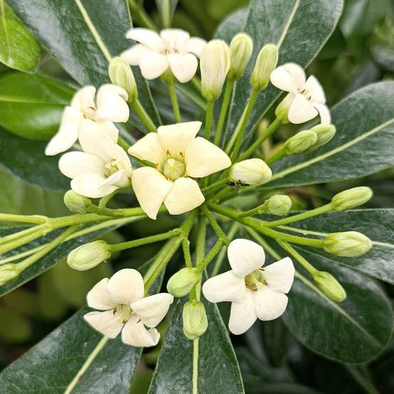 Pittosporum tobira - Pittospore du Japon Pot de 2L/3L - Image 1