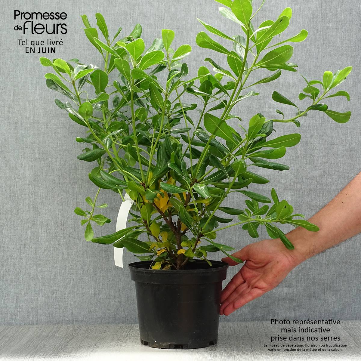 Pittosporum tobira - Pittospore du Japon Pot de 2L/3L - Image 2