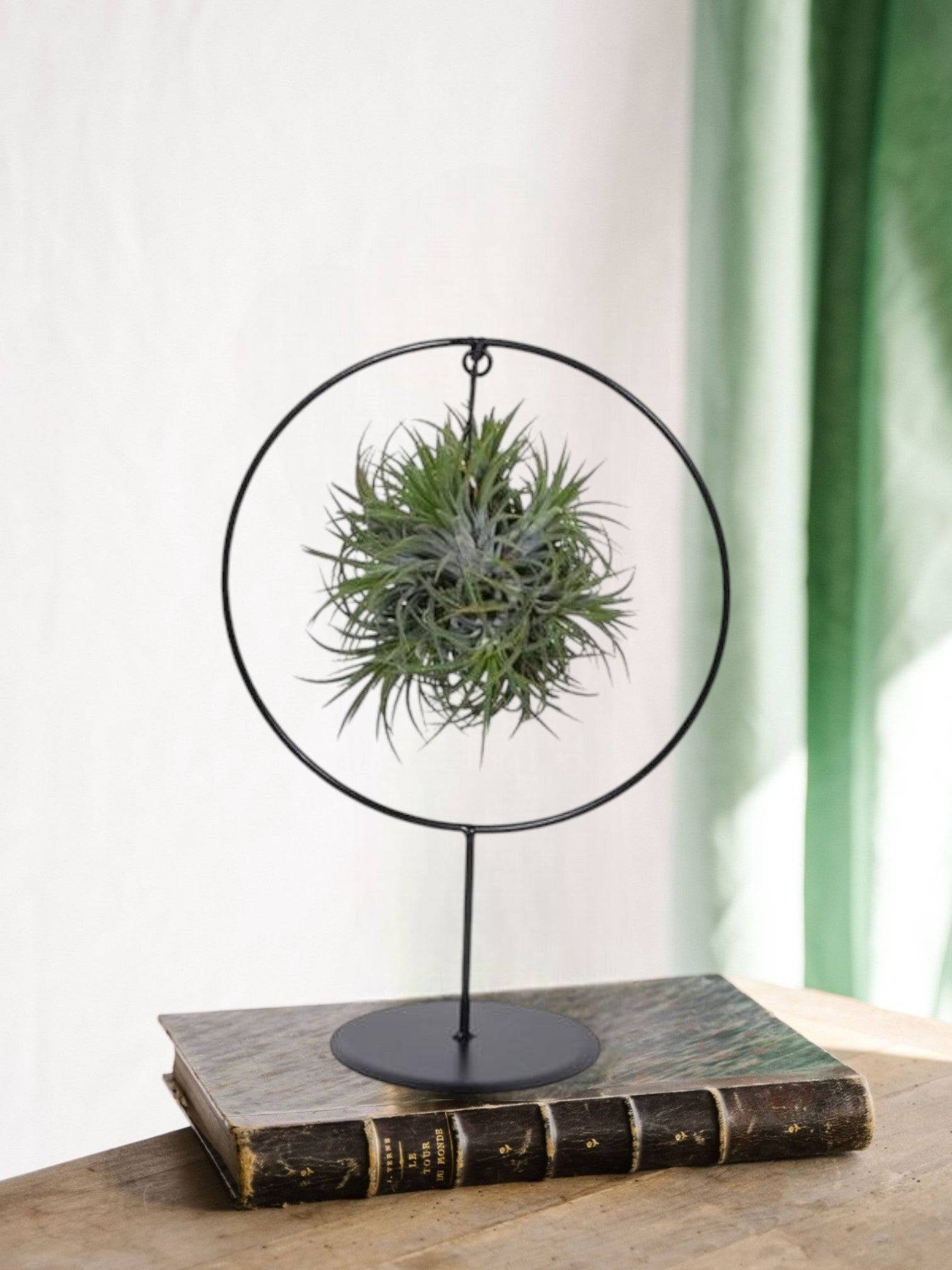 La Green Touch - Tillandsia sur socle d17cm 30cm - Plante d'intérieur- La Green Touch