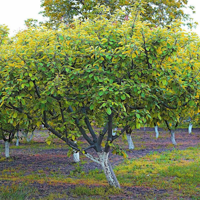 Abricotier 'Polonais' (Prunus armeniaca 'Polonais') - Scion de 80 à 100cm - Pépinières Naudet - Imagen 4