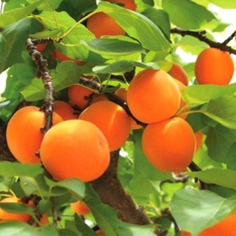 Abricotier 'Polonais' (Prunus armeniaca 'Polonais') - Scion de 80 à 100cm - Pépinières Naudet - Imagen 1