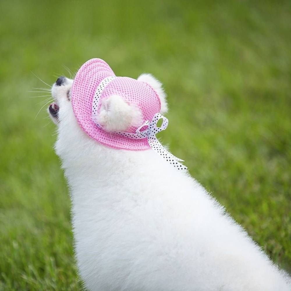 IntiMeg - Chapeau de soleil pour chien m - IntiMeg - Image 4