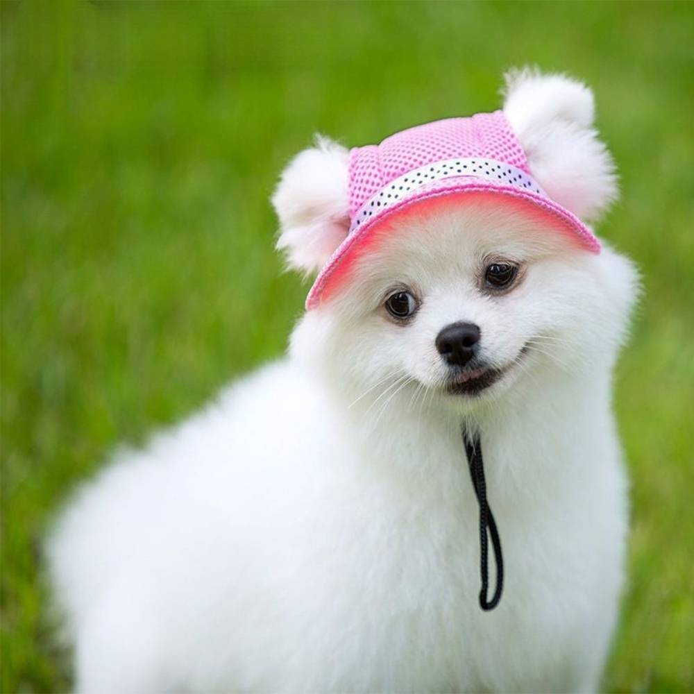 IntiMeg - Chapeau de soleil pour chien m - IntiMeg - Image 5