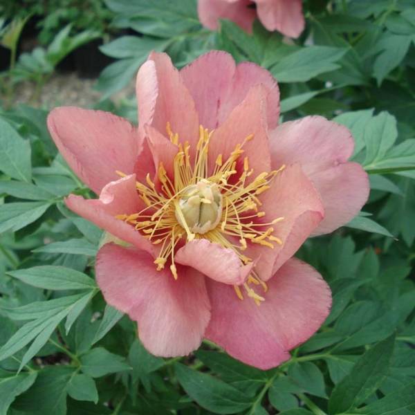 Promesse de Fleurs - Pivoine Itoh Old Rose Dandy Souche 3/5 yeux