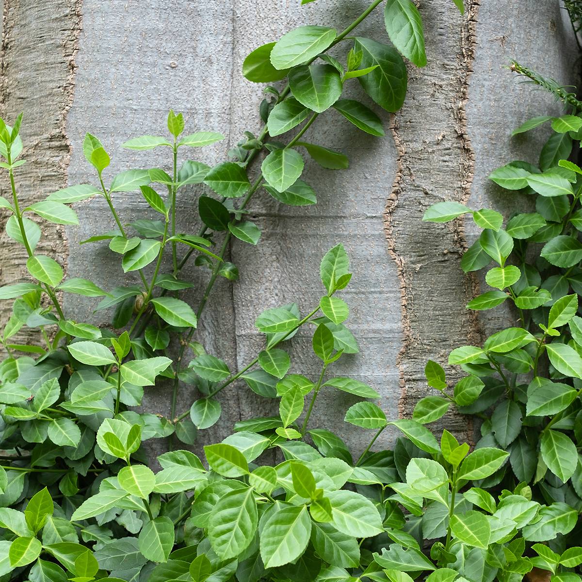 Euonymus fortunei Radicans - Fusain rampant Pot de 1L/1,5L
