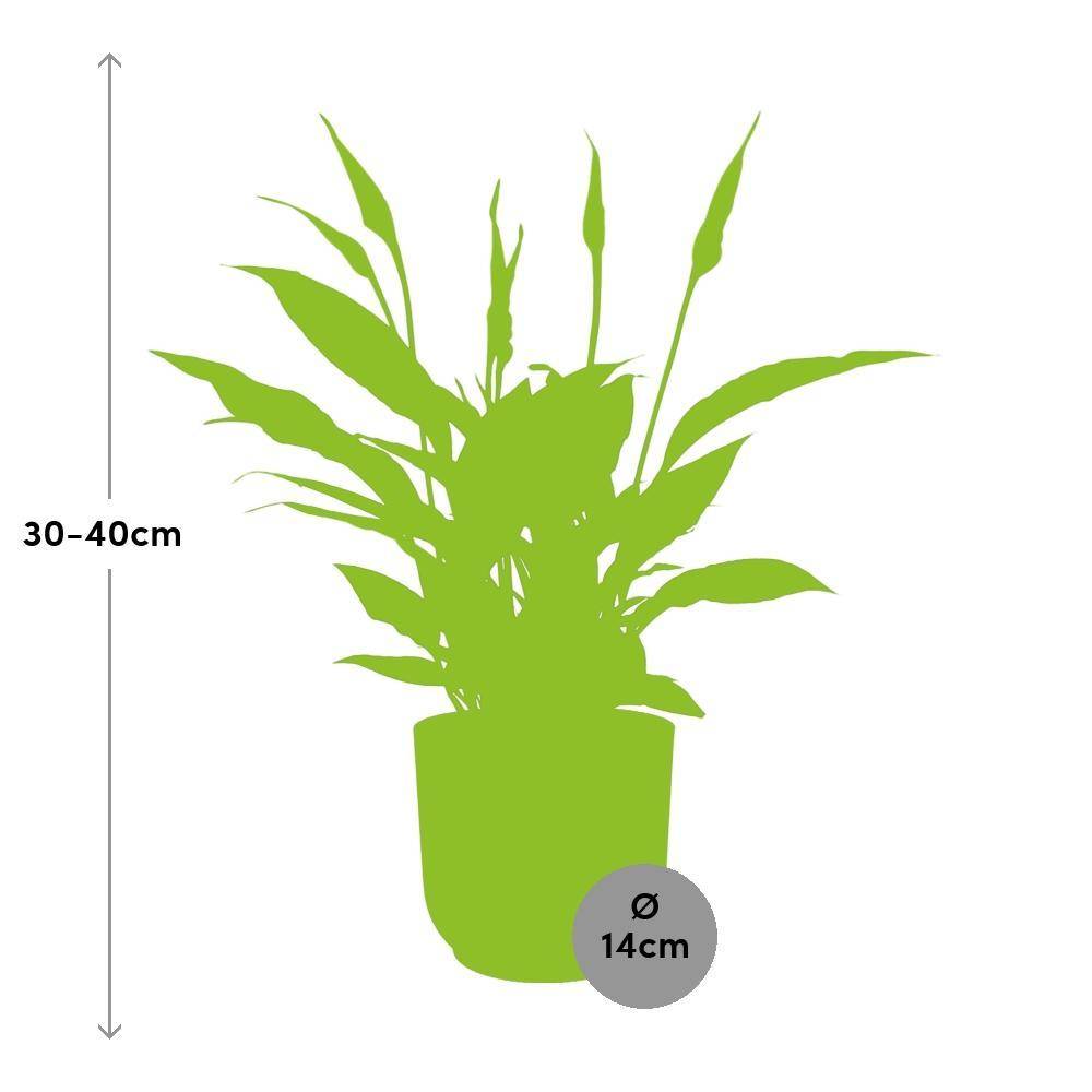La Green Touch - Spathiphyllum 12 Cm Torelli 14cm Rose - H45cm - Image 3