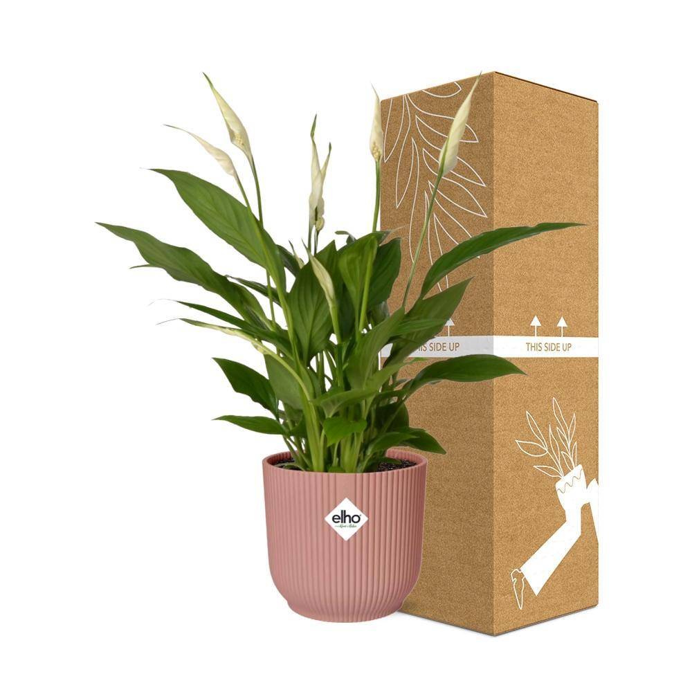 La Green Touch - Spathiphyllum 12 Cm Torelli 14cm Rose - H45cm - Image 4