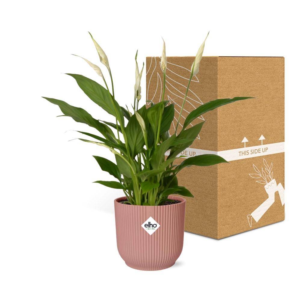 La Green Touch - Spathiphyllum 12 Cm Torelli 14cm Rose - H45cm - Image 5