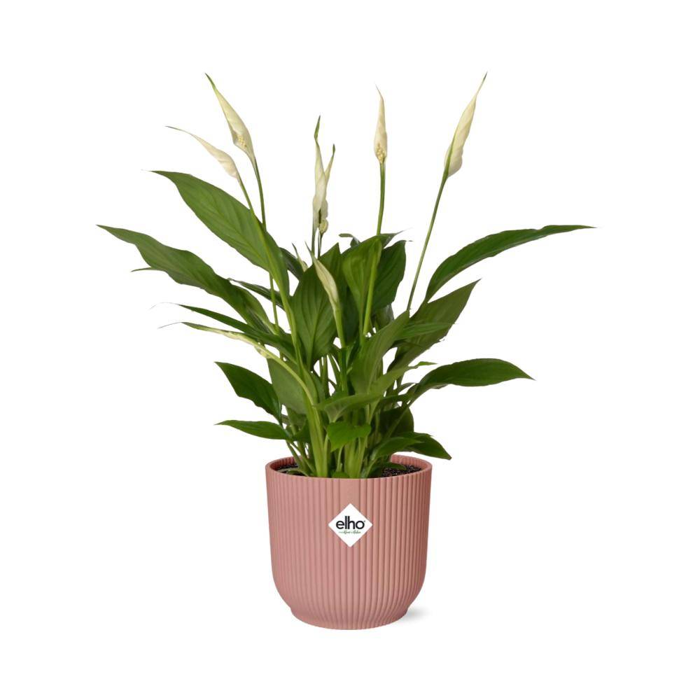 Spathiphyllum (Fleur de lune) : entretien, arrosage et floraison - Jardiland