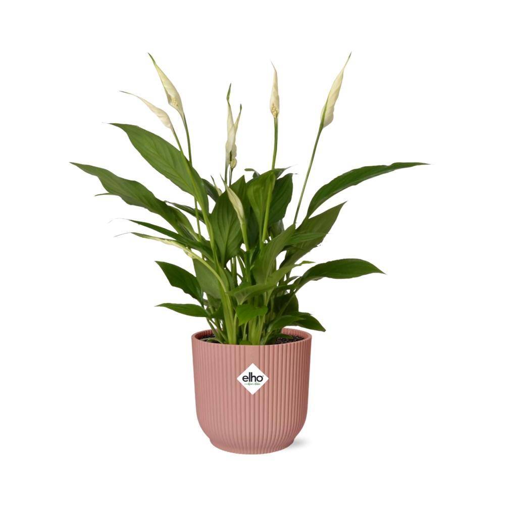 La Green Touch - Spathiphyllum 12 Cm Torelli 14cm Rose - H45cm - Image 2