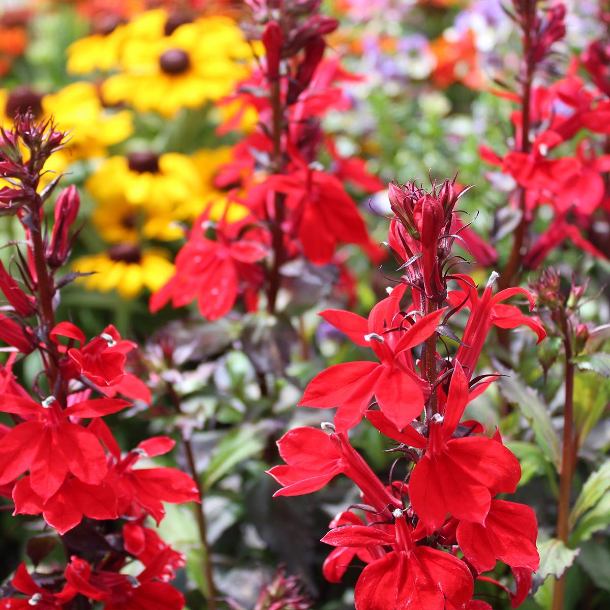 Lobelia speciosa Starship Scarlet Godet de 8/9 cm