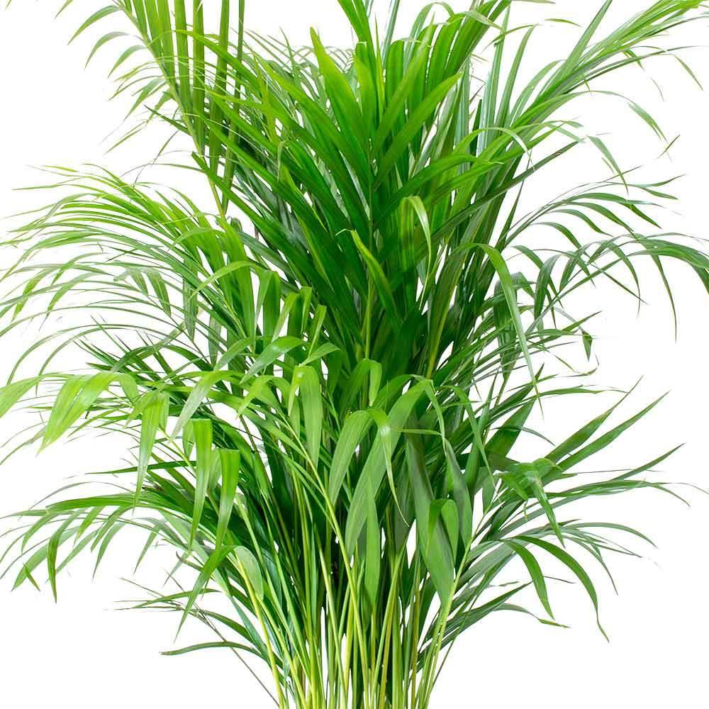 Gardenersdream - 13 Cm Palmier Areca – 1 Plante – Plante Palmier En Pot Vivant Pour Maison / Bureau - GardenersDream - Imagen 3