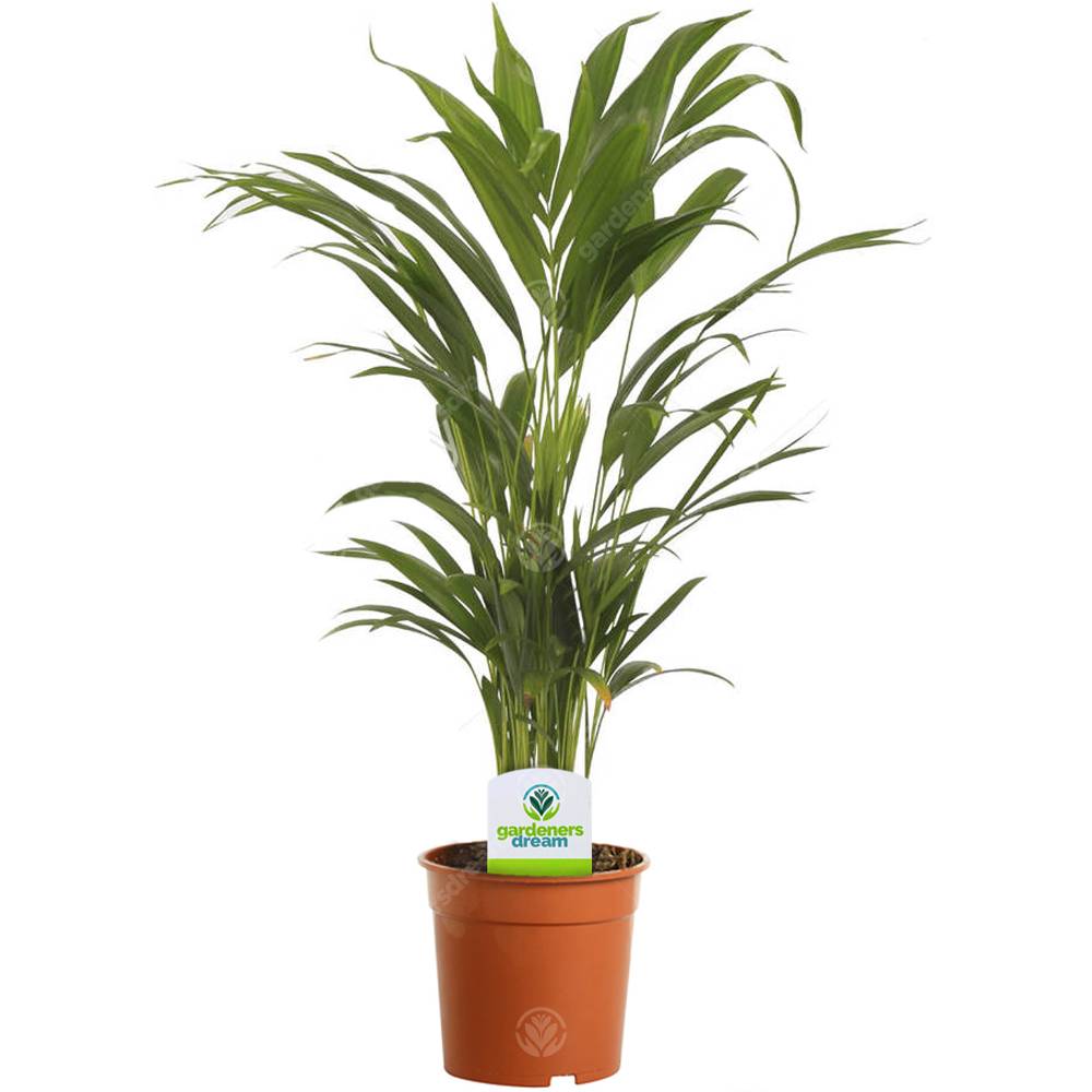 Gardenersdream - 13 Cm Palmier Areca – 1 Plante – Plante Palmier En Pot Vivant Pour Maison / Bureau - GardenersDream - Imagen 1