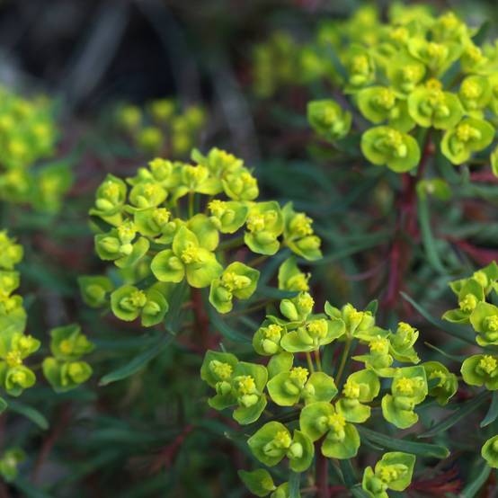 Euphorbia cyparissias Fens Ruby - Euphorbe petit-cyprès Godet de 8/9 cm