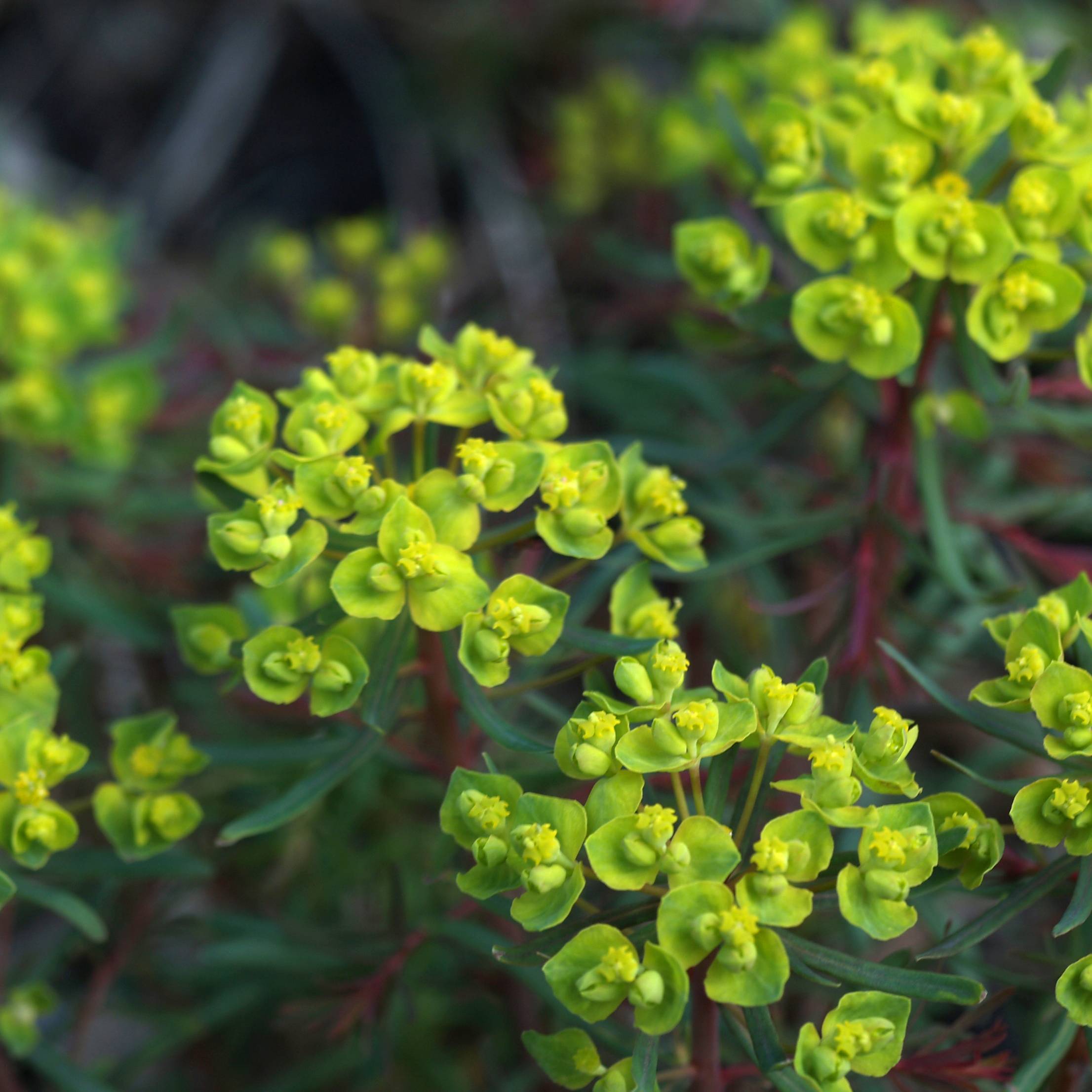Euphorbia cyparissias Fens Ruby - Euphorbe petit-cyprès Godet de 8/9 cm