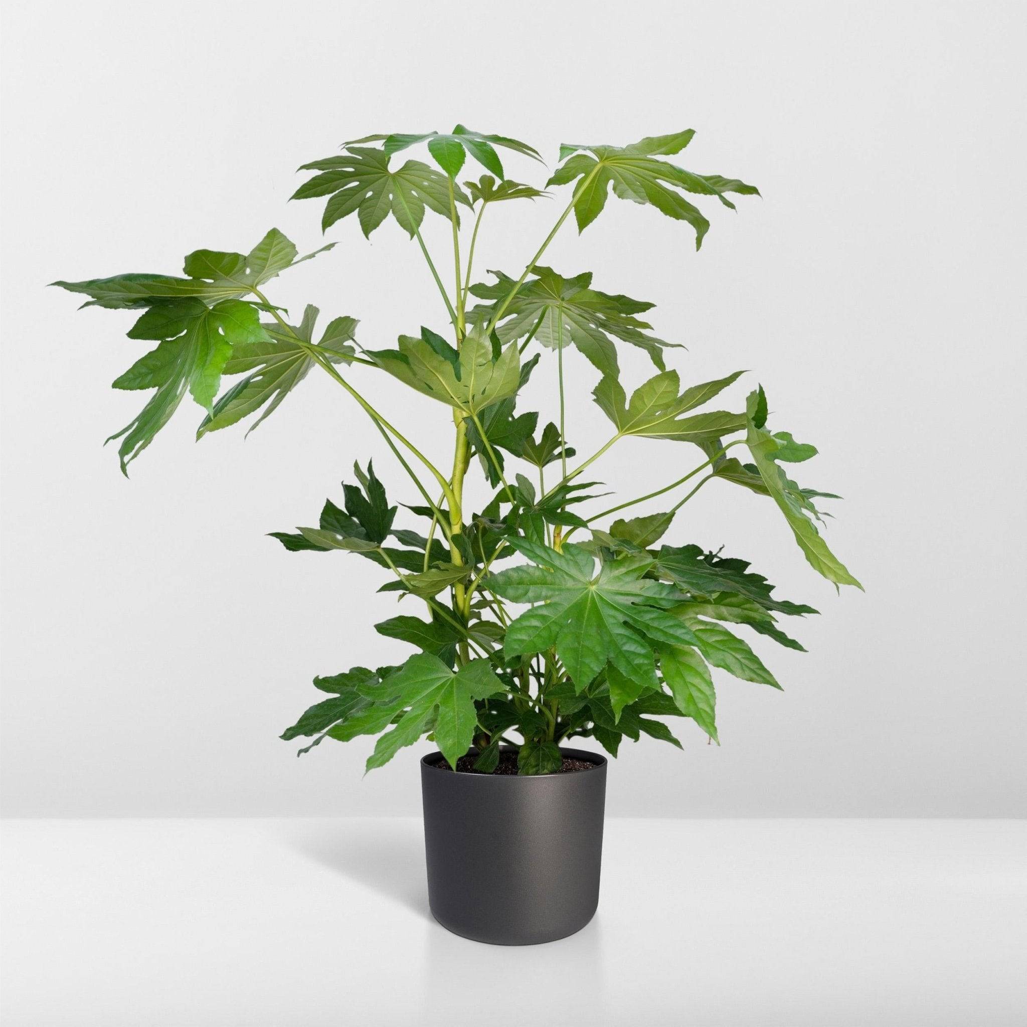 La Green Touch - Fatsia japonica vert  h85cm 85cm - Plante d'intérieur- La Green Touch - Imagen 8