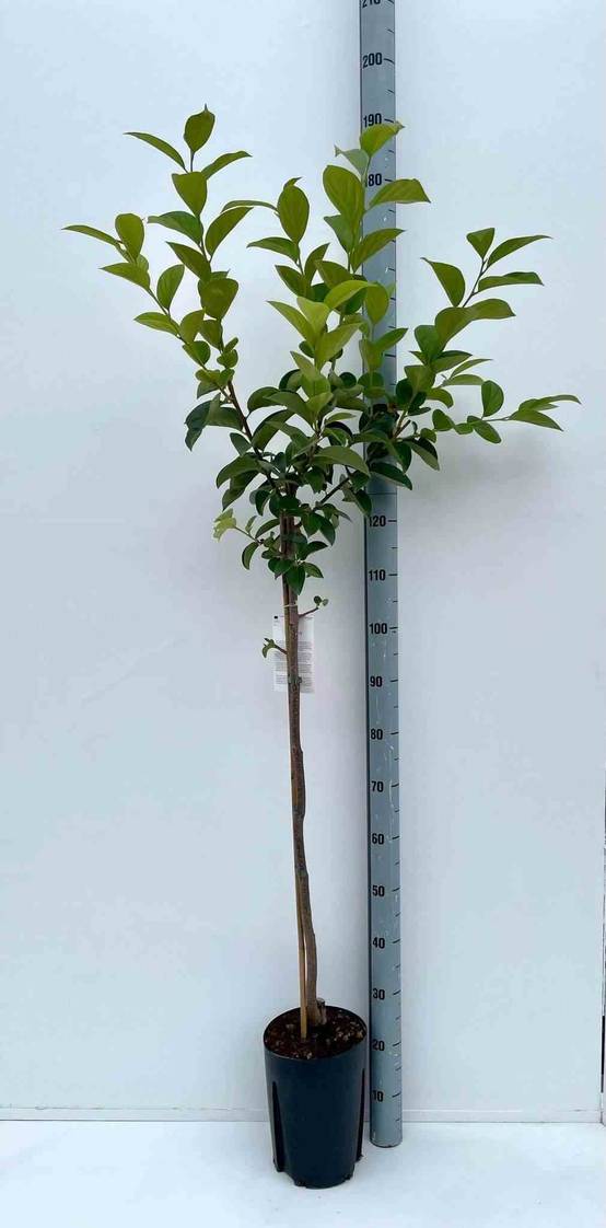 Sans Marque - Diospyros kaki var.fuyu ou Kaki pomme (Plaqueminier fruit délicieux et non astringent)) Taille:Pot de 3 litres - 80/100 cm - Couleur floraison:jaune - Image 1