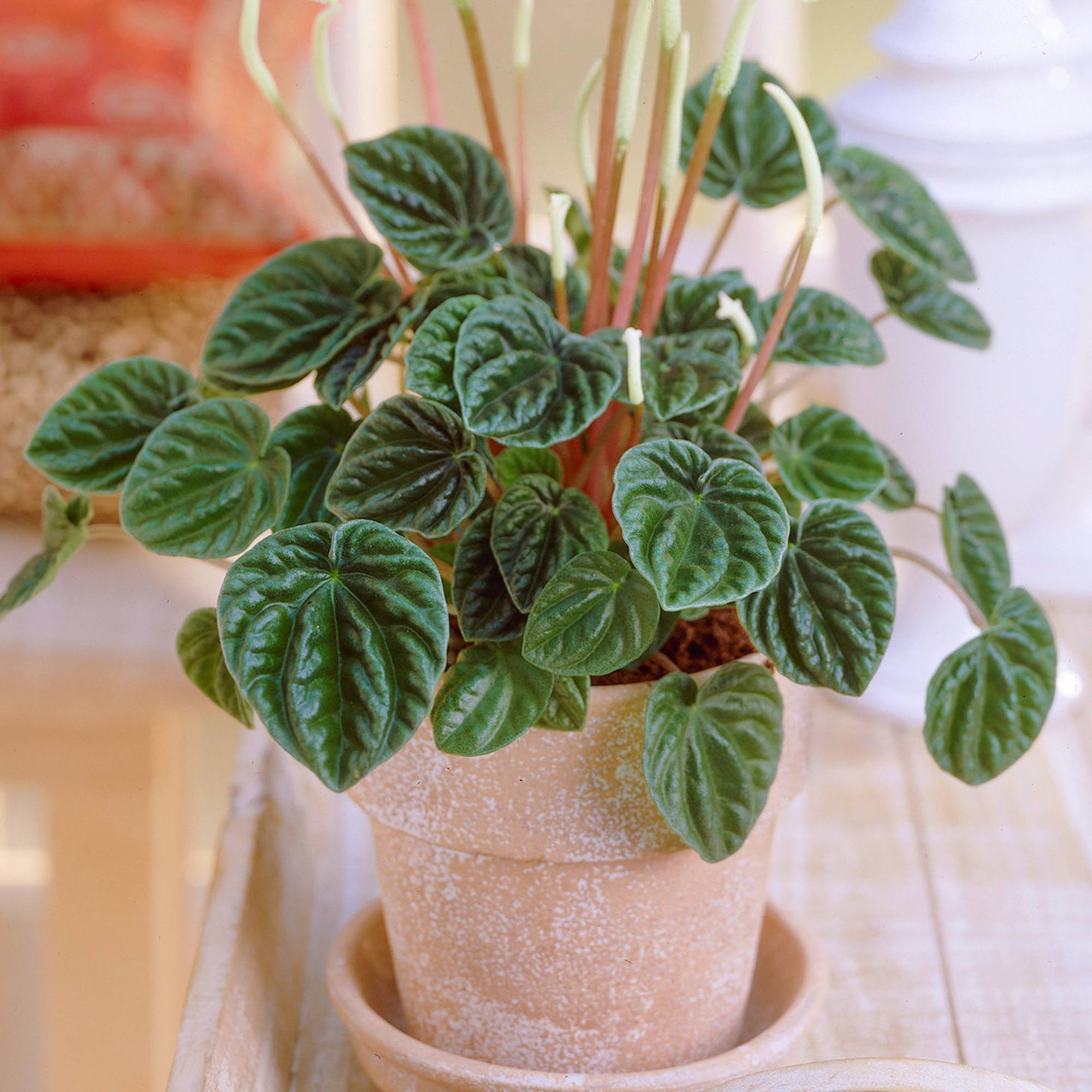 Gardenersdream - Pépéromia Lilian | Plante En Pot 15-25 Cm | Petite Plante Verte D'Intérieur - GardenersDream - Imagen 1