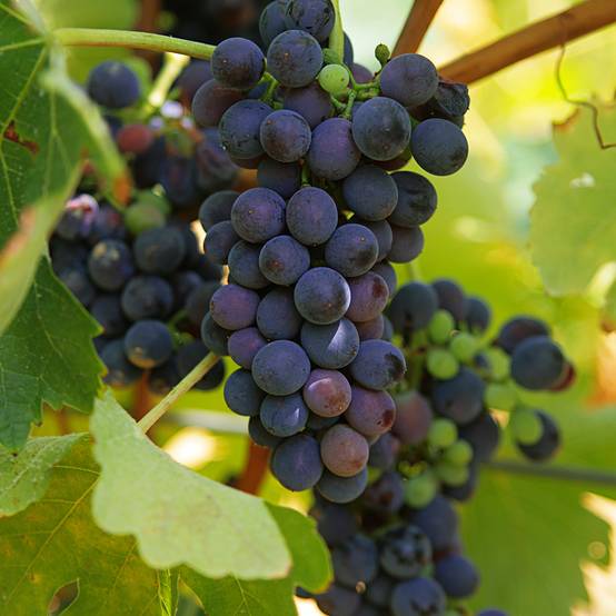 Promesse de Fleurs - Vigne Marechal Foch - Vitis x vinifera Pot de 2L/3L
