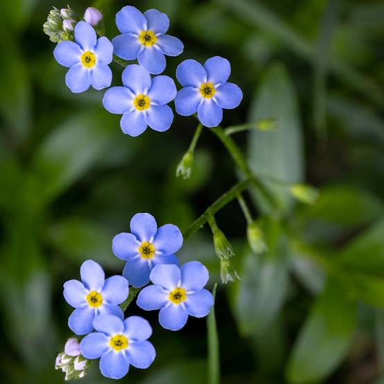 Myosotis scorpioides - Myosotis des marais Godet de 8/9 cm