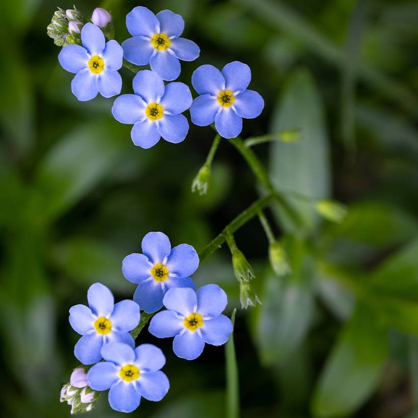 Myosotis scorpioides - Myosotis des marais Godet de 8/9 cm