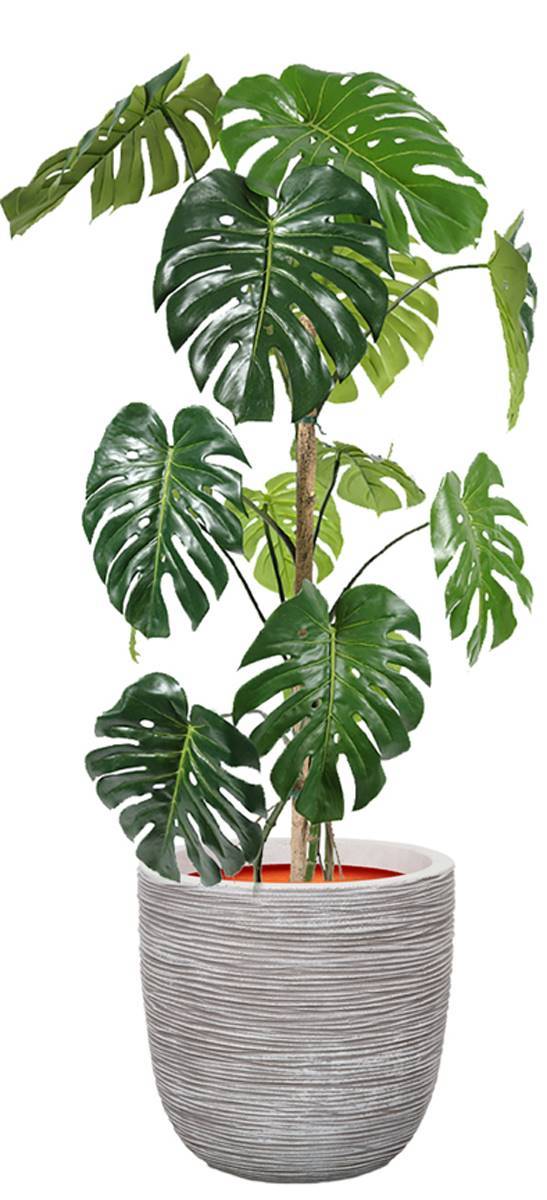 Artificielles - Monstera deliciosa artificielle, sur pied, en pot H 150 cm, D 70 cm - dimhaut: H 150 cm - Imagen 2