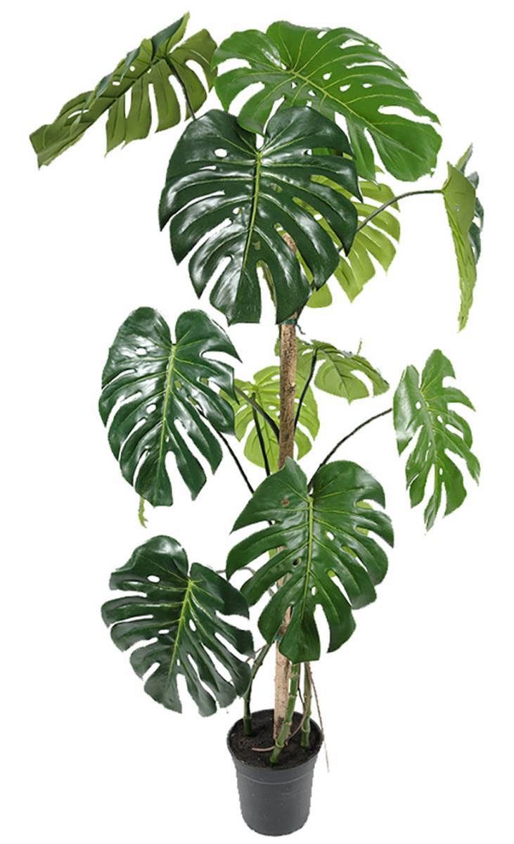 Artificielles - Monstera deliciosa artificielle, sur pied, en pot H 150 cm, D 70 cm - dimhaut: H 150 cm - Imagen 1