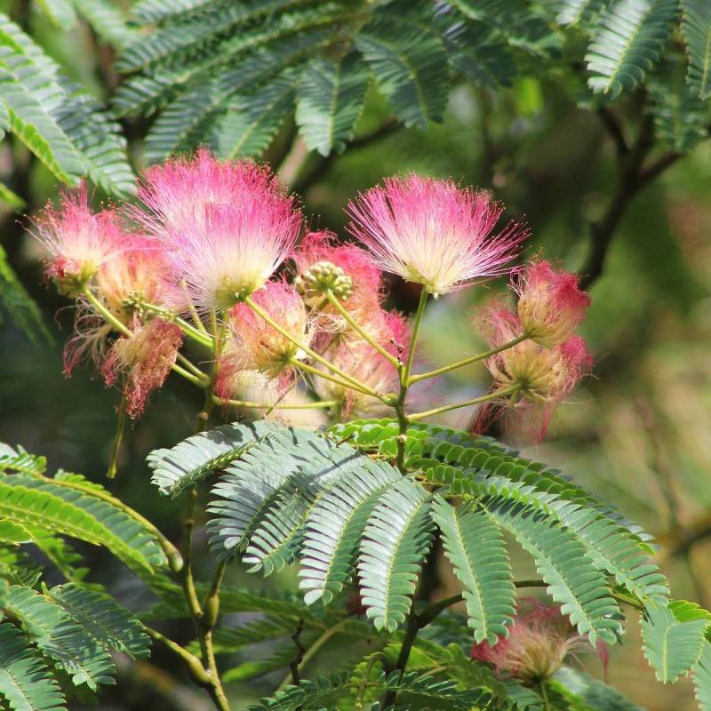 Arbre à soie Rouge Sélection, Albizia à fleurs Rose - feuillage Caduc - Pot de 7,5L - 80/100 cm-  hauteur à maturité De 3,00 m à 5,00 m - Imagen 1