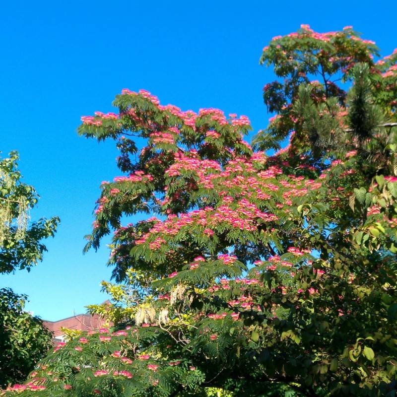Arbre à soie Rouge Sélection, Albizia à fleurs Rose - feuillage Caduc - Pot de 7,5L - 80/100 cm-  hauteur à maturité De 3,00 m à 5,00 m - Imagen 2