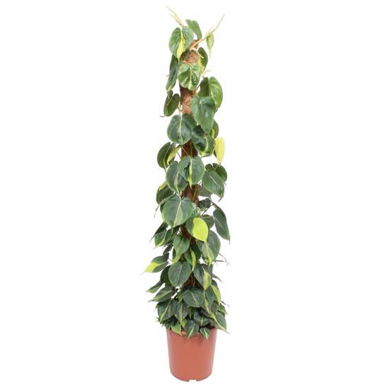 La Green Touch - Philodendron Scandens Brasil Mosstok - D27 H150cm