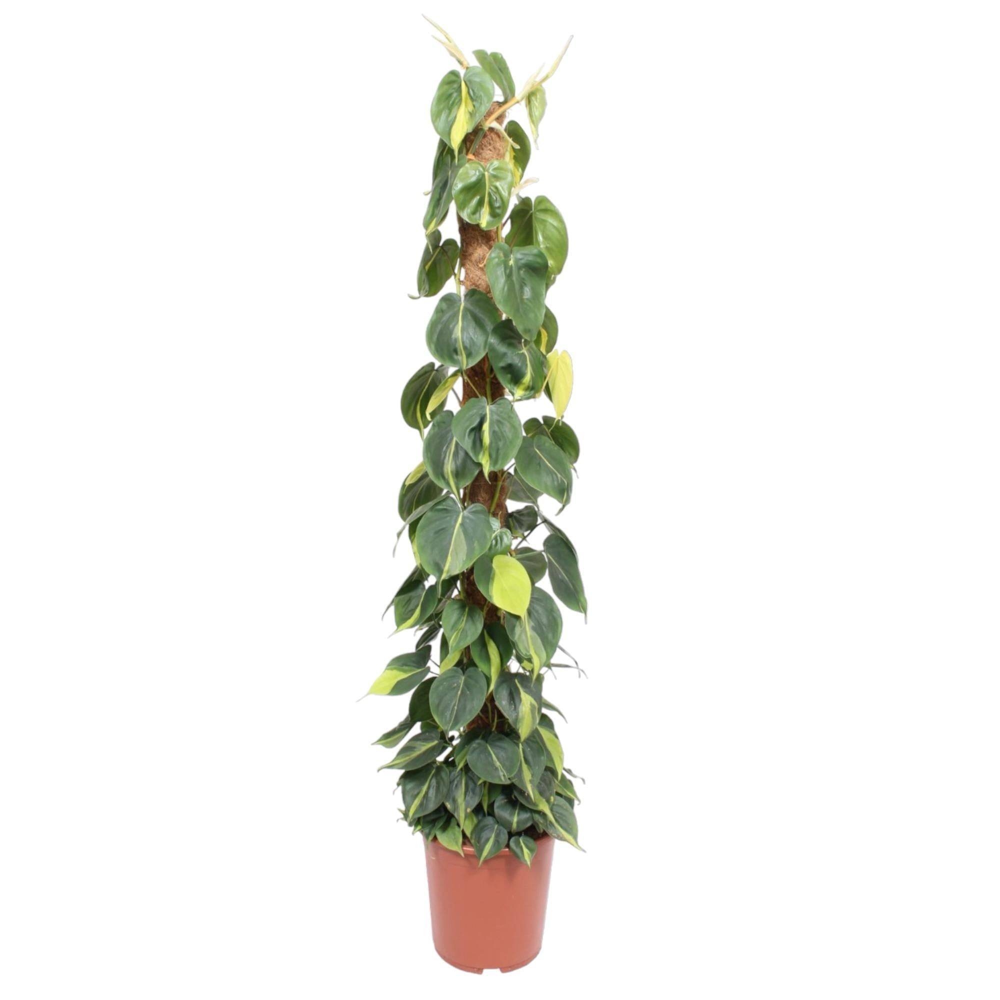 La Green Touch - Philodendron Scandens Brasil Mosstok - D27 H150cm