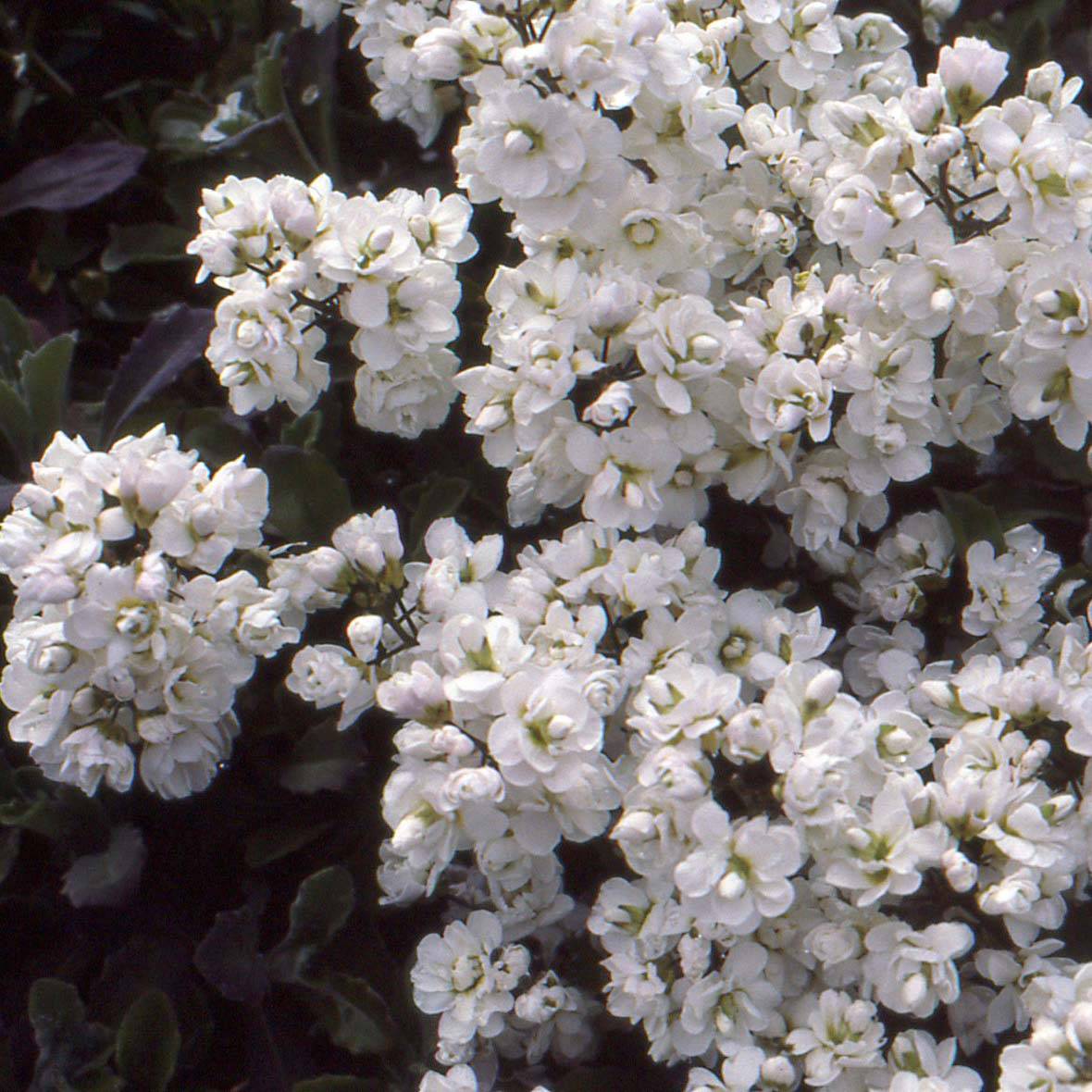 Arabis caucasica Plena - Corbeille d'argent Godet de 7/8 cm