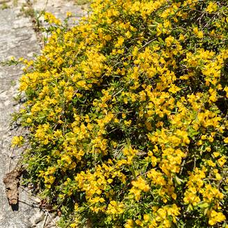 Promesse de Fleurs - Genista pilosa Vancouver Gold - Genêt poilu Pot de 2L/3L