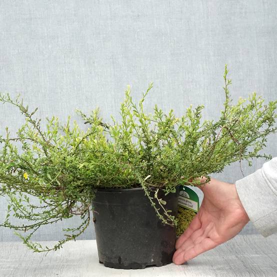 Promesse de Fleurs - Genista pilosa Vancouver Gold - Genêt poilu Pot de 2L/3L - Image 2