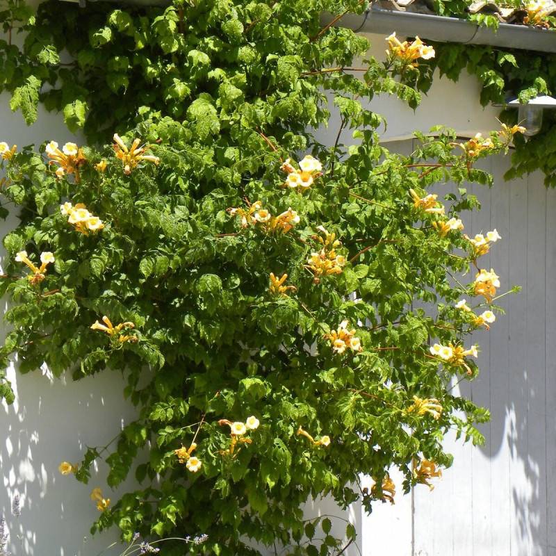 Bignone radicans Yellow Trumpet à fleurs Jaune - feuillage Caduc - Pot de 3L - Echelle bambou 60/120 cm-  hauteur à maturité De 5,00 m à 10,00 m - Imagen 2