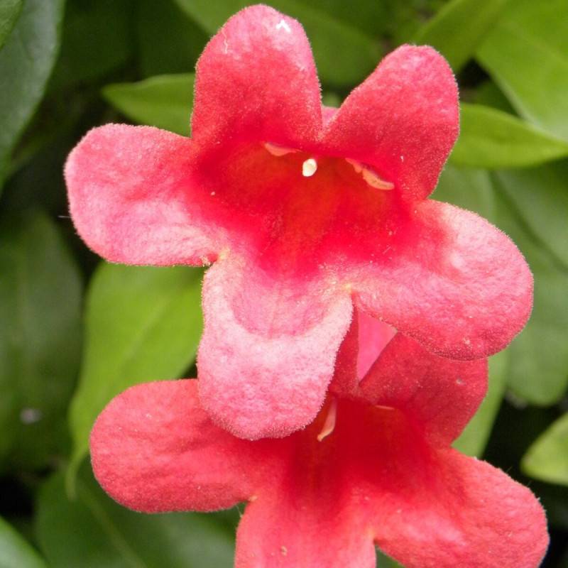 Bignone capreolata Atrosanguinea à fleurs Rouge - feuillage Persistant - Godet - 5/20 cm- hauteur à maturité De 3,00 m à 5,00 m - Image 9