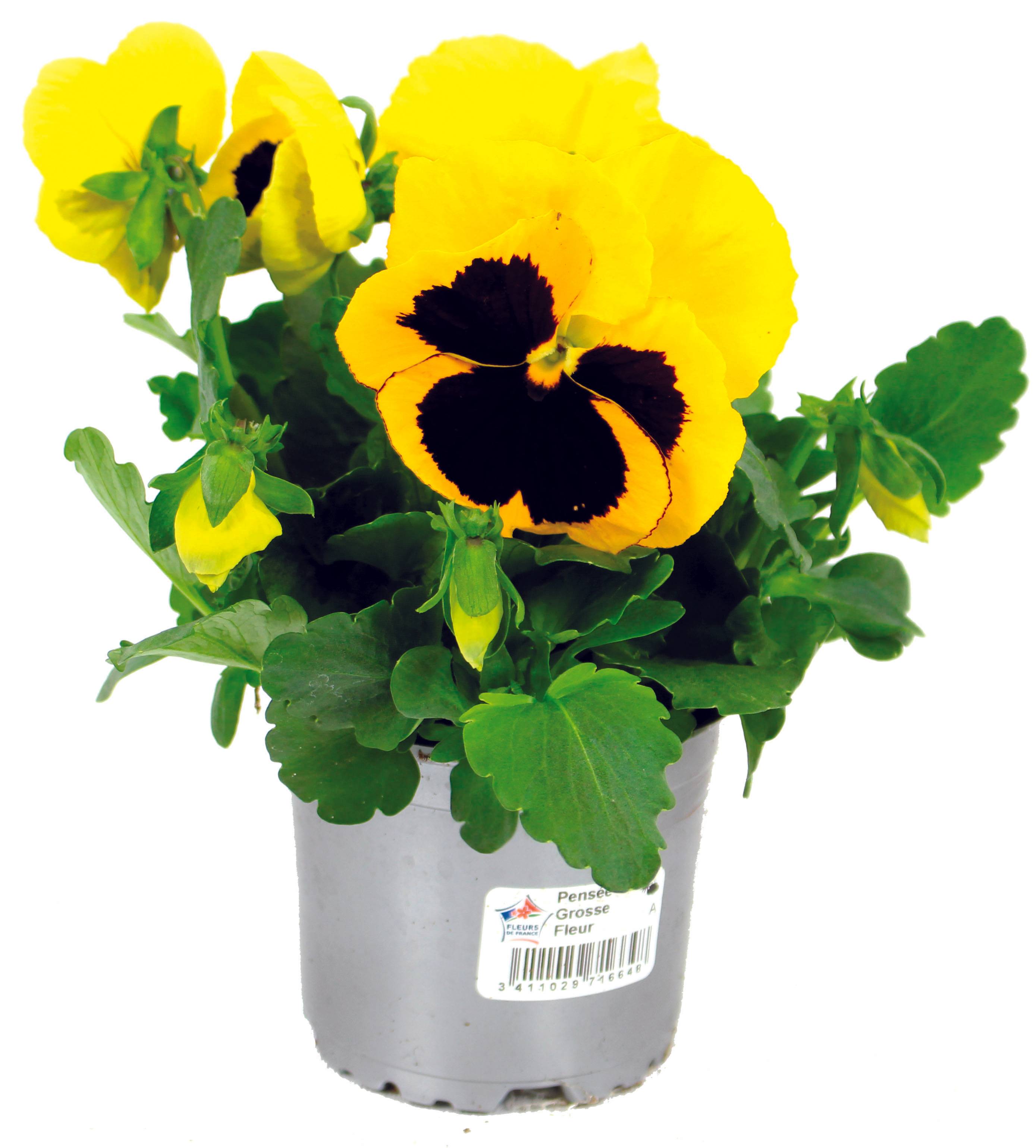 Fleuron D'Anjou - Pensee  pot 10,5 cm jaune - Image 1