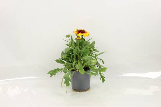 Gaillarde pot 10,5 cm - Image 2