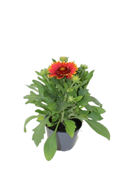 Gaillarde pot 10,5 cm - Image 1