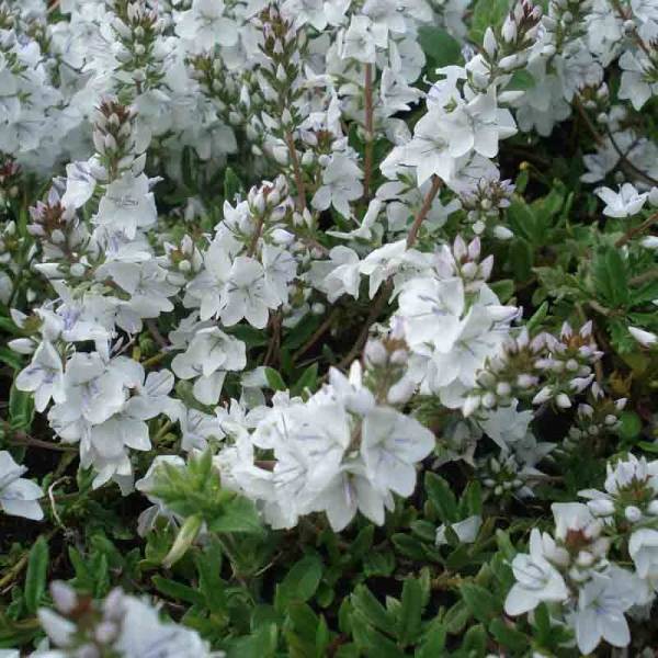 Veronica prostrata Alba - Véronique prostrée blanche  Godet de 8/9 cm