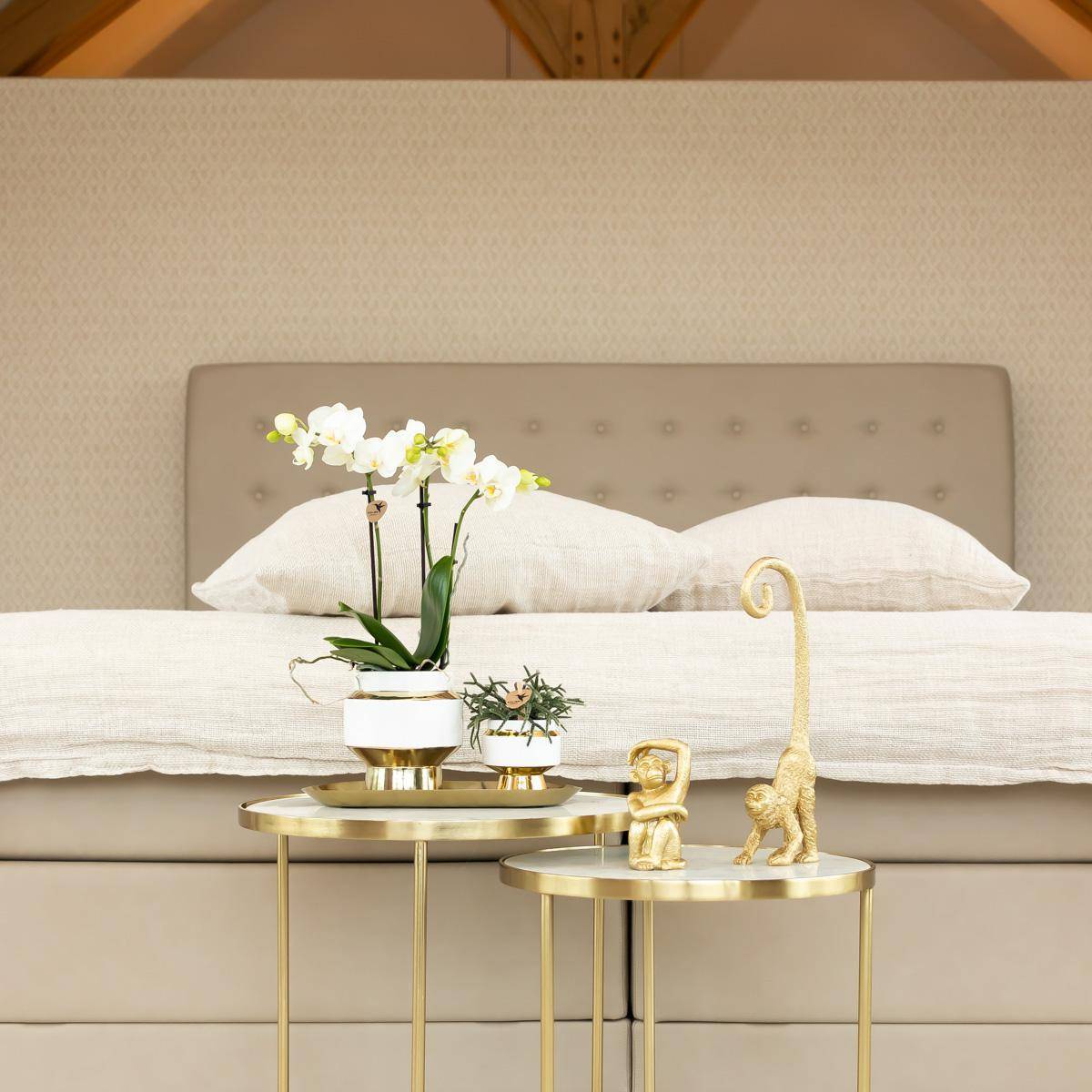 Le Chic bloempot - Pot blanc avec détails dorés- La Green Touch - Imagen 7