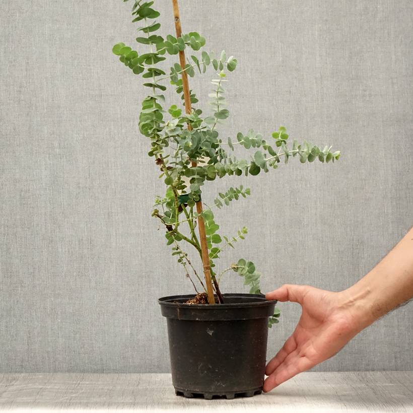 Prix Eucalyptus Jardiland