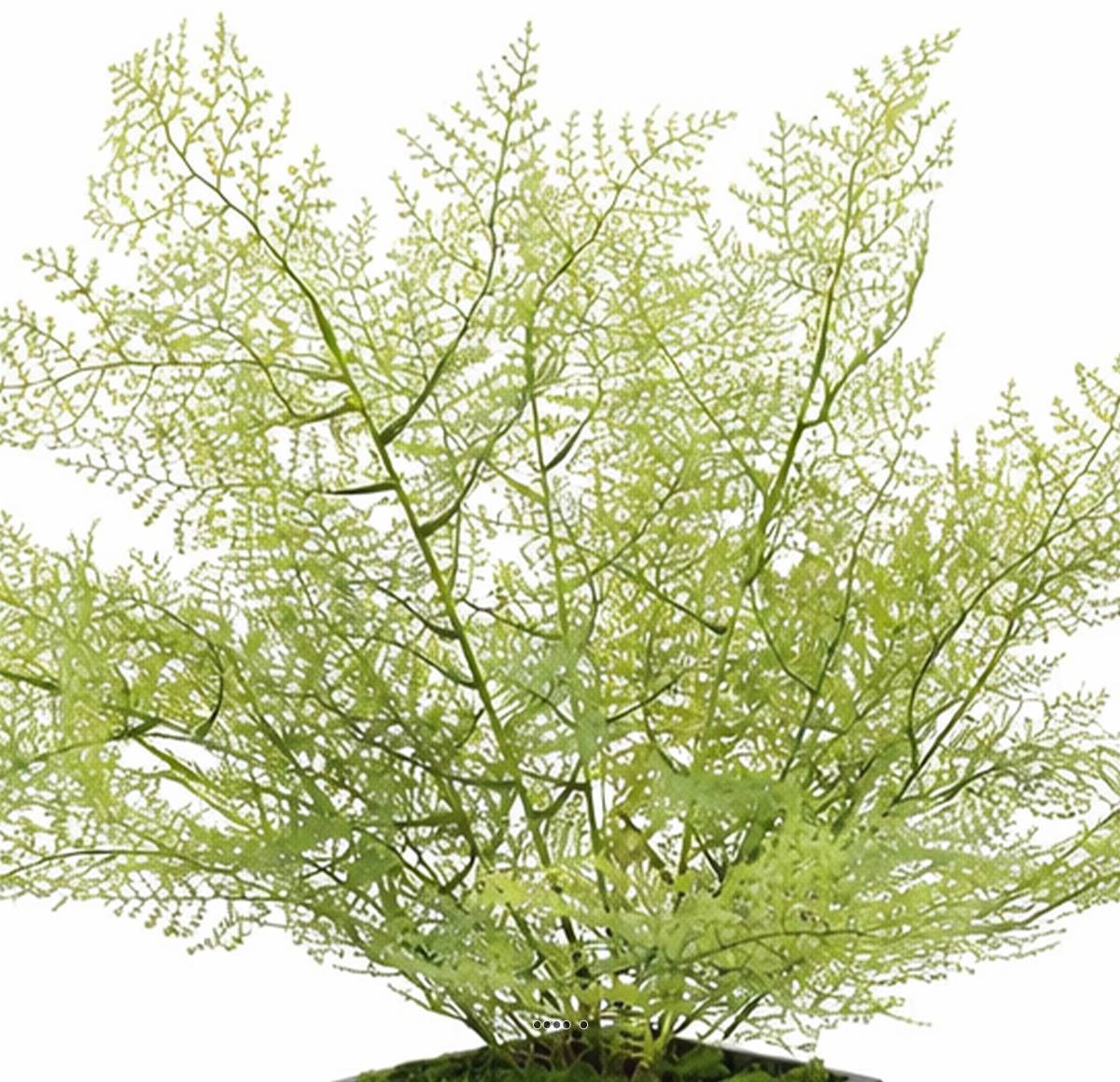 Asparagus artificiel en piquet 50 cm très dense extérieur - Image 3