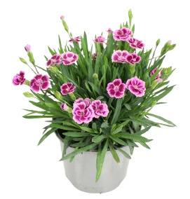 Œillet Pink Kisses  pot de  10,5 cm rose