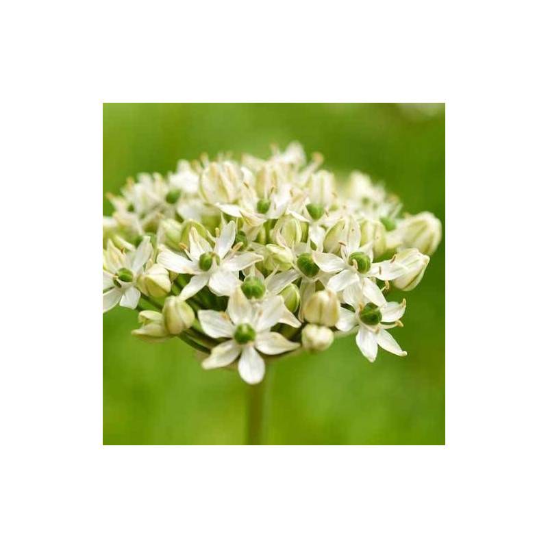 Ail des Indes nigrum à fleurs Blanche/ - feuillage Semi-Persistant - Godet - 5/20 cm - Imagen 2